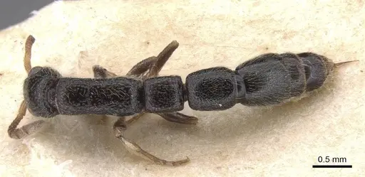 Simopone schoutedeni - RMCAENT000017723