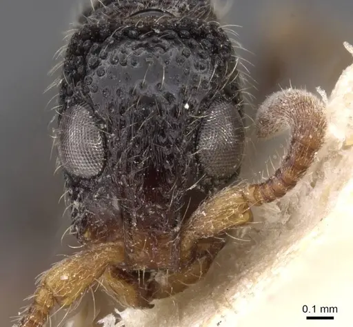 Simopone schoutedeni - RMCAENT000017723