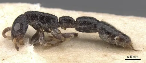 Simopone schoutedeni - RMCAENT000017723