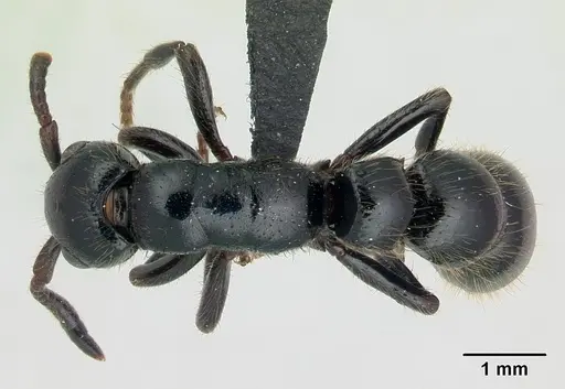 Simopone sicaria specimen