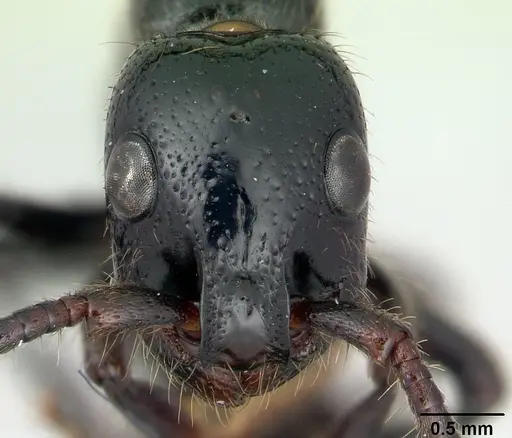 Simopone sicaria specimen