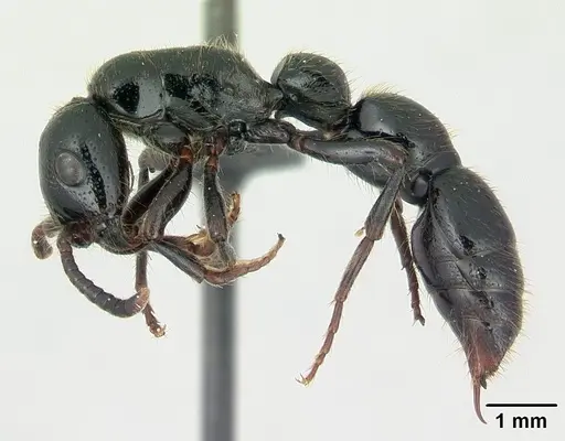 Simopone sicaria specimen