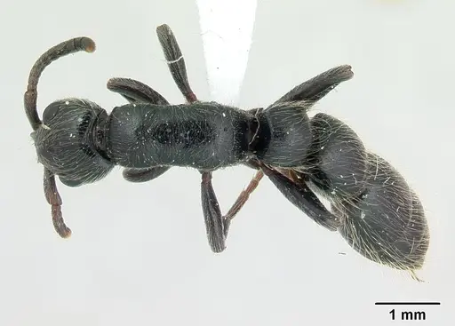 Simopone sicaria - CASENT0004545