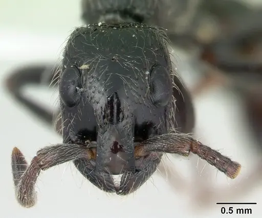 Simopone sicaria - CASENT0004545