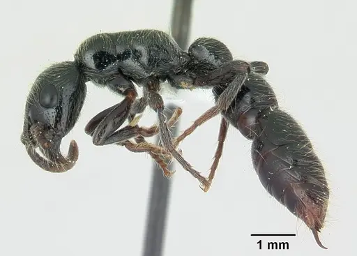 Simopone sicaria - CASENT0004545