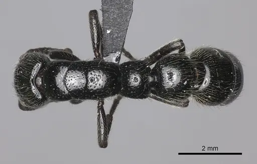 Simopone silens specimen