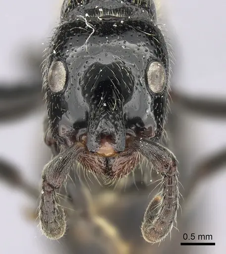 Simopone silens specimen