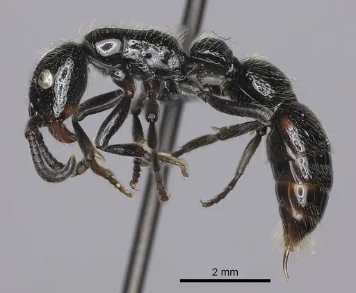 Simopone silens specimen