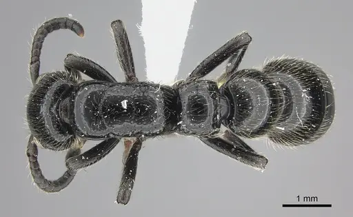 Simopone silens - CASENT0000562