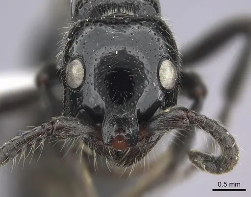 Simopone silens - CASENT0000562