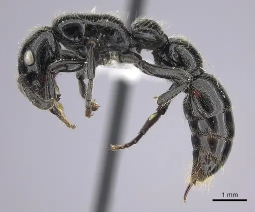 Simopone silens - CASENT0000562