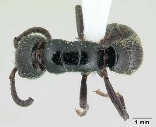 Simopone silens - CASENT0410468