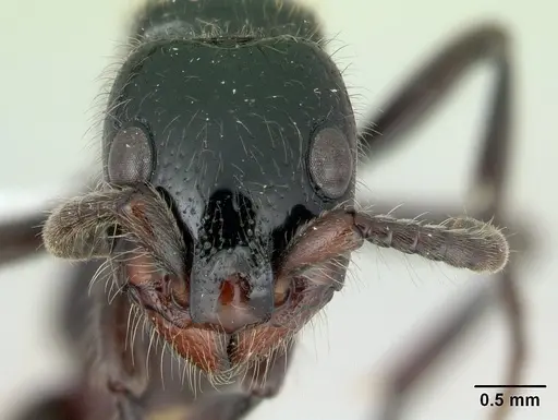 Simopone silens - CASENT0410468