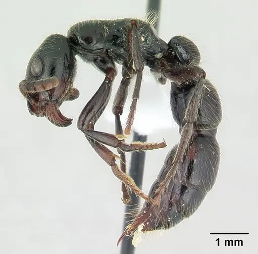 Simopone silens - CASENT0410468