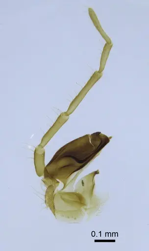 Simopone silens - CASENT0740896