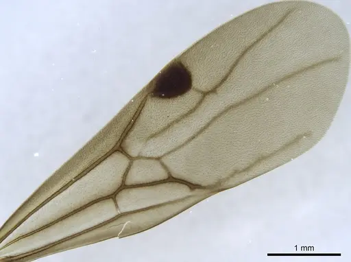 Simopone silens - CASENT0740896