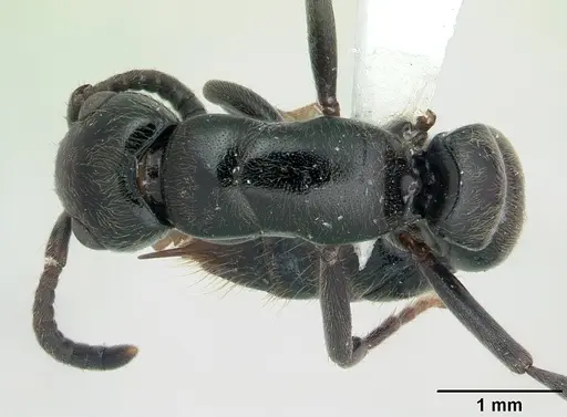 Simopone trita specimen