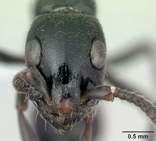 Simopone trita specimen