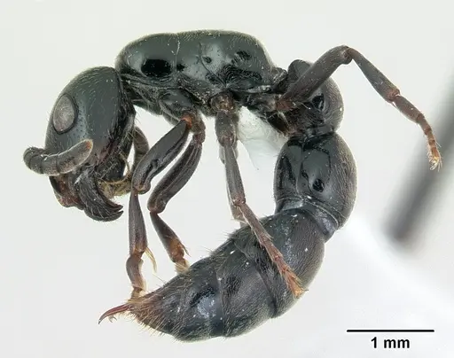 Simopone trita specimen