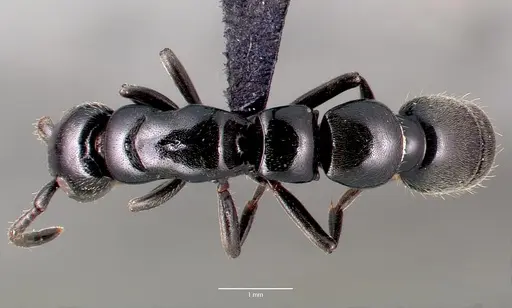 Simopone trita - CASENT0410474