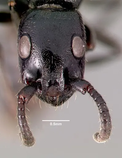 Simopone trita - CASENT0410474