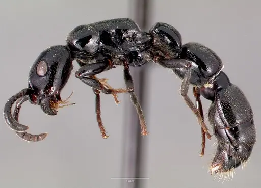 Simopone trita - CASENT0410474