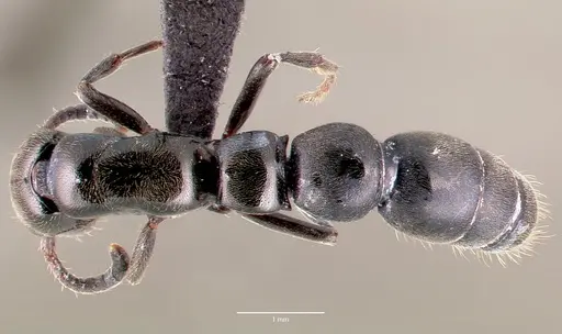 Simopone trita - CASENT0428046