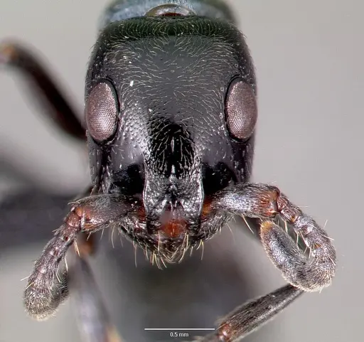 Simopone trita - CASENT0428046