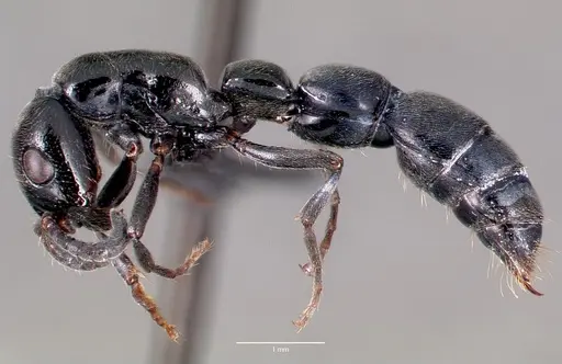 Simopone trita - CASENT0428046