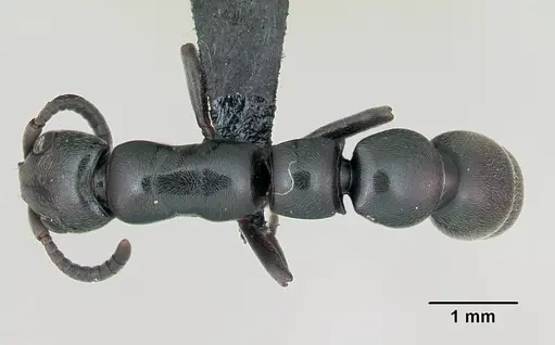 Simopone trita - CASENT0499410