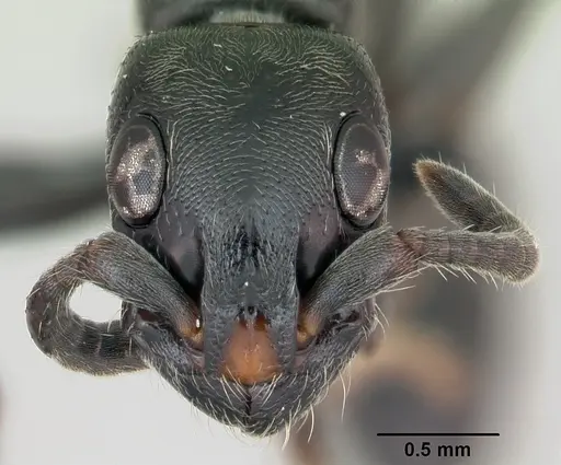 Simopone trita - CASENT0499410