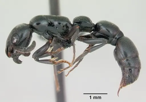 Simopone trita - CASENT0499410