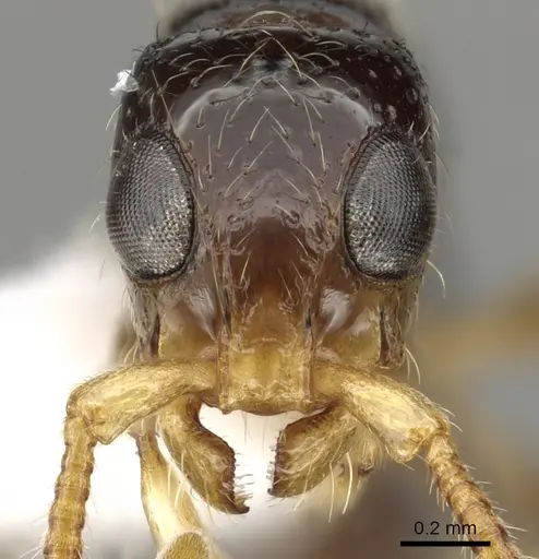 Simopone vepres specimen