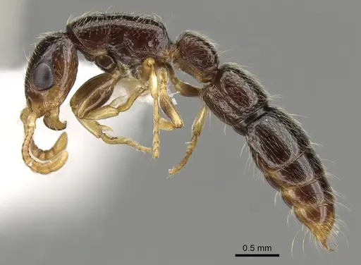 Simopone vepres specimen