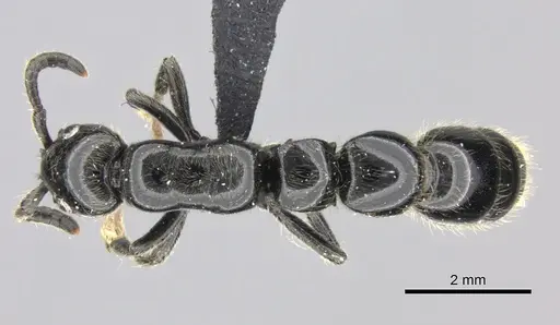Simopone victrix specimen