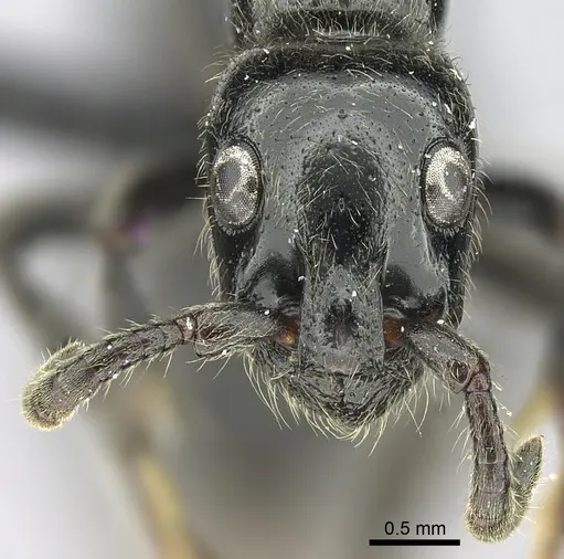 Simopone victrix specimen