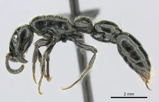 Simopone victrix specimen