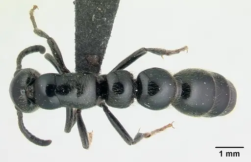 Simopone victrix - CASENT0134495