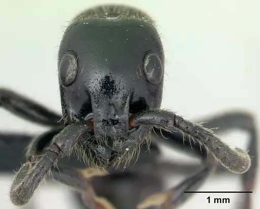 Simopone victrix - CASENT0134495