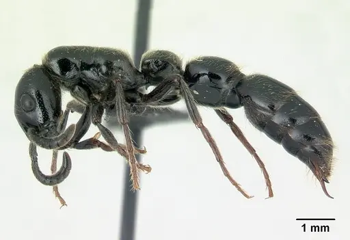 Simopone victrix - CASENT0134495