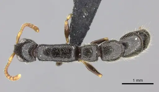 Simopone wilburi - CASENT0004516