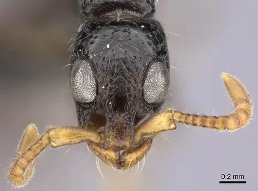 Simopone wilburi - CASENT0004516