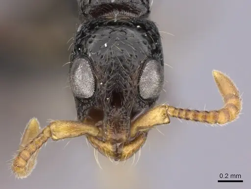 Simopone wilburi - CASENT0004516