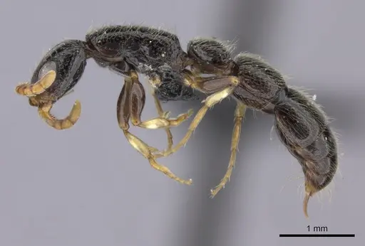 Simopone wilburi - CASENT0004516