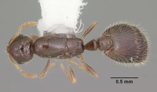 Solenopsis abdita specimen