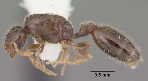 Solenopsis abdita specimen