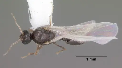 Solenopsis abdita - CASENT0104493