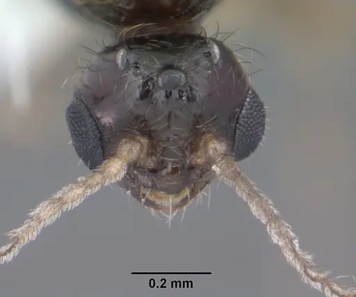 Solenopsis abdita - CASENT0104493