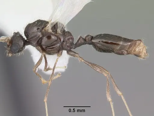 Solenopsis abdita - CASENT0104493
