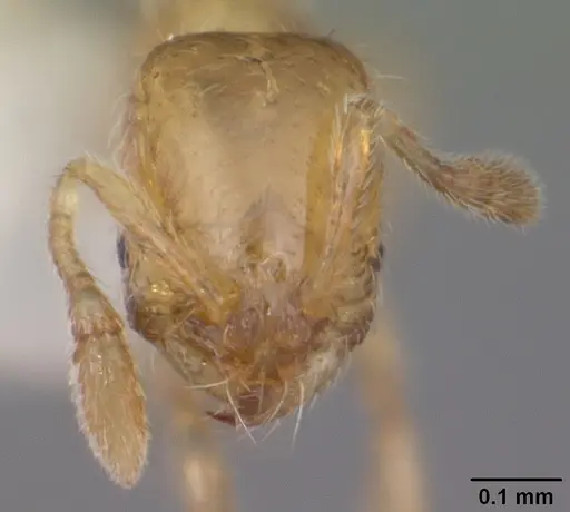 Solenopsis abdita - CASENT0104494